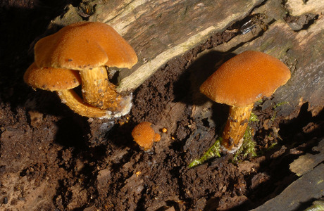 Orangebrauner Schnitzling (Flammulaster limulatus ) - © Heinz Prelicz